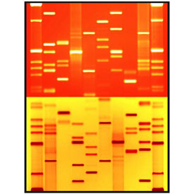 DNA 11 portraits