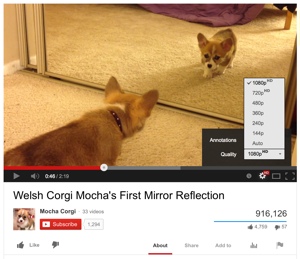 YouTube video still of a corgi puppy