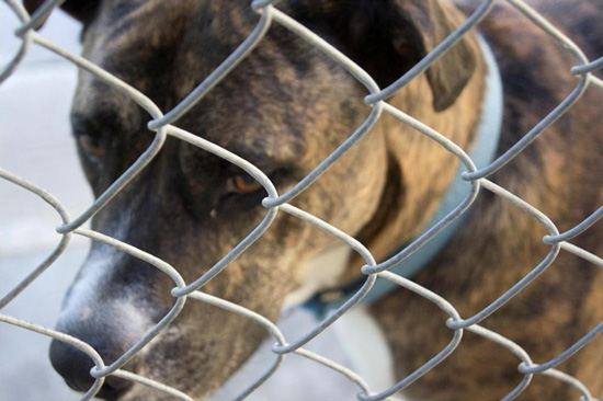 Dog behind fence