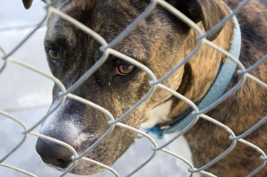 Dog behind fence