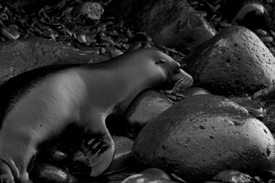 Seal on rocks