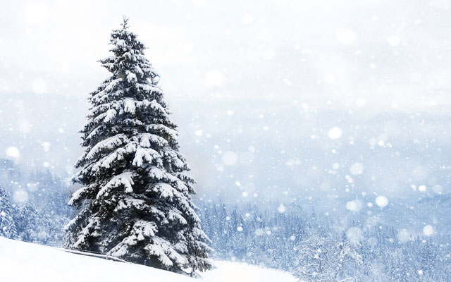 Snow-covered tree