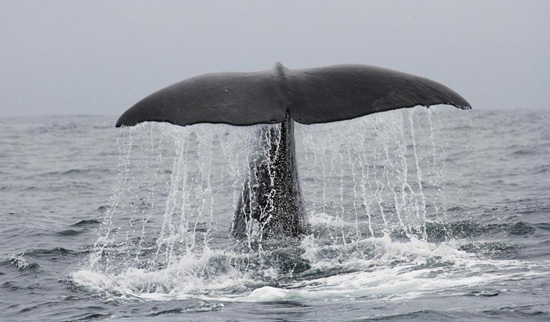 Whale tail out of water