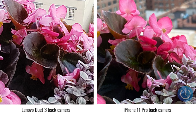 Closeup photos of pink flowers taken with the Lenovo IdeaPad Chromebook Duet 3 on the left and an iPhone 11 Pro on the right.