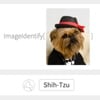 Wolfram Launches a New Image Recognition Website