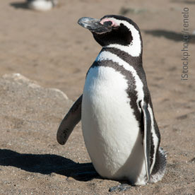 Magellanic penguin