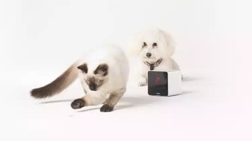 Petcube with cat and dog