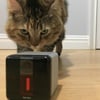Petcube Play Monitor Review: Fun for Pets and Owners