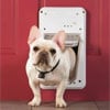 Great Summertime Tech for Your Dog
