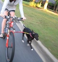 Running Dog Bike Tow Leash