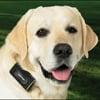 GPS Keeps Dogs on a Virtual Leash