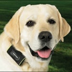 Zoombak Advanced A-GPS Dog Locator