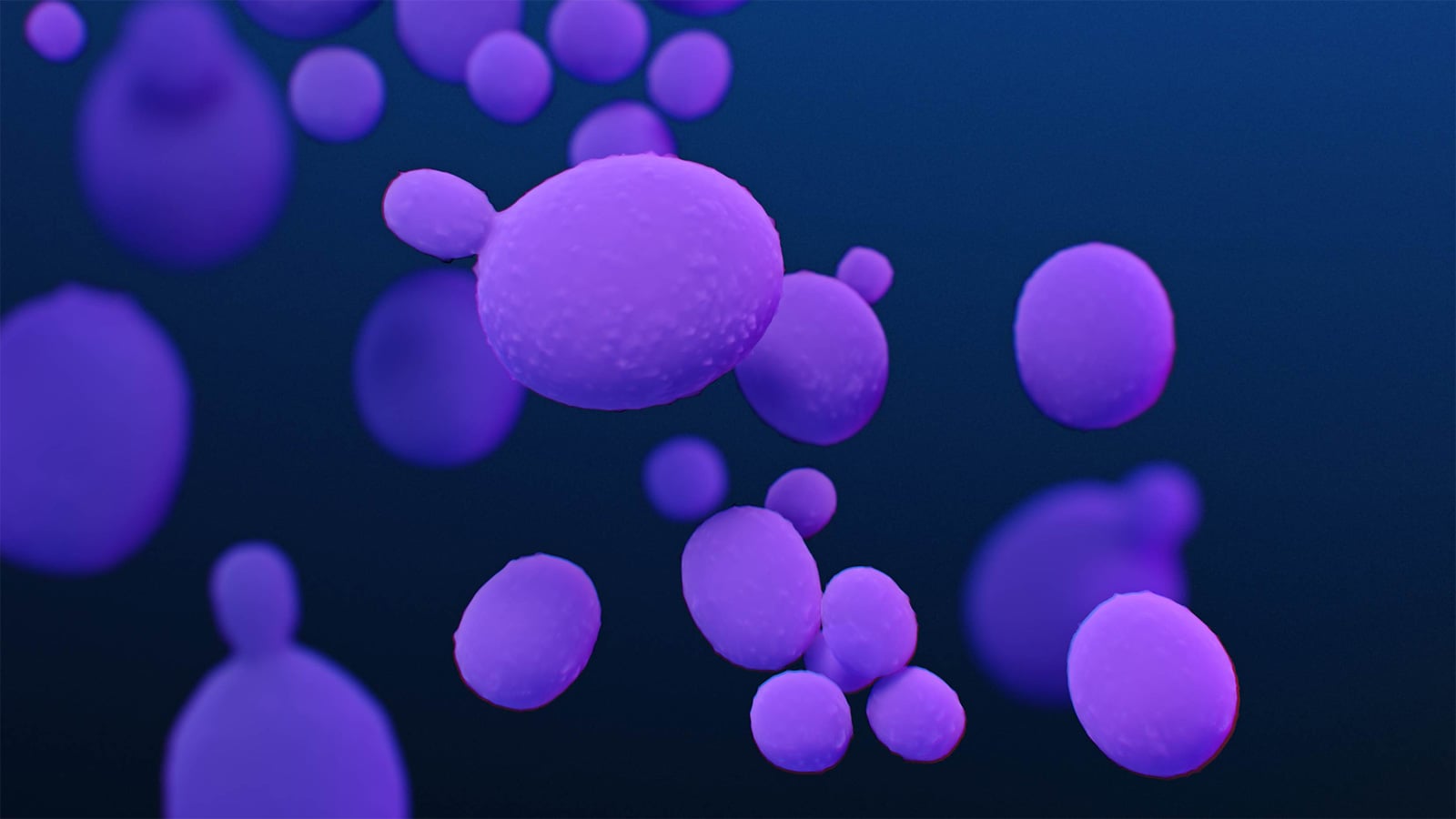 Alt text: Medical illustration of purple, oval-shaped Candida auris fungal cells, some budding, against a dark blue background.