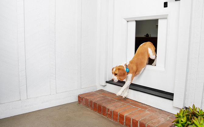 Chamberlain MyQ Pet Portal pet door