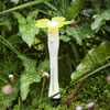 EasyBloom Plant Sensor Plus Makes Everyone's Thumb Green