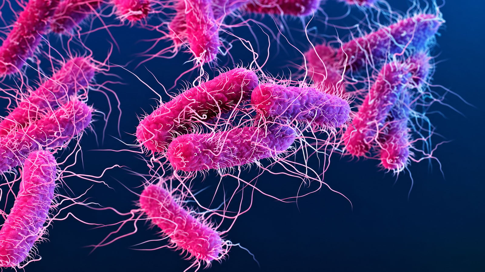 Illustration of pink and purple rod-shaped bacteria covered in fine, hair-like filaments against a dark blue background.