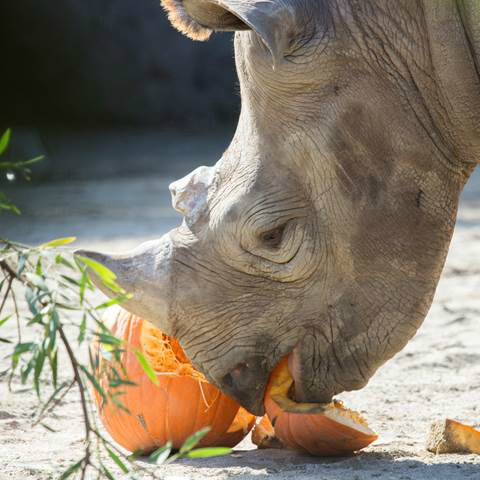 Foobler Food Toy for Rhinos