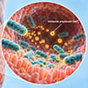 Gut bacteria make a molecule tied to Alzheimer's brain changes