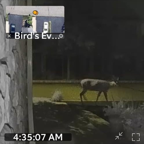 Screenshot of video captured by Ring Video Doorbell 2 of deer in yard with a picture-in-picture in the upper left showing the location of the deer.