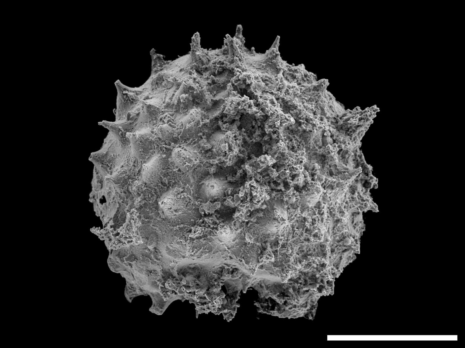 Black-and-white electron microscope image of a tiny spherical fossil covered in short, pointed spines, shown against a black background.