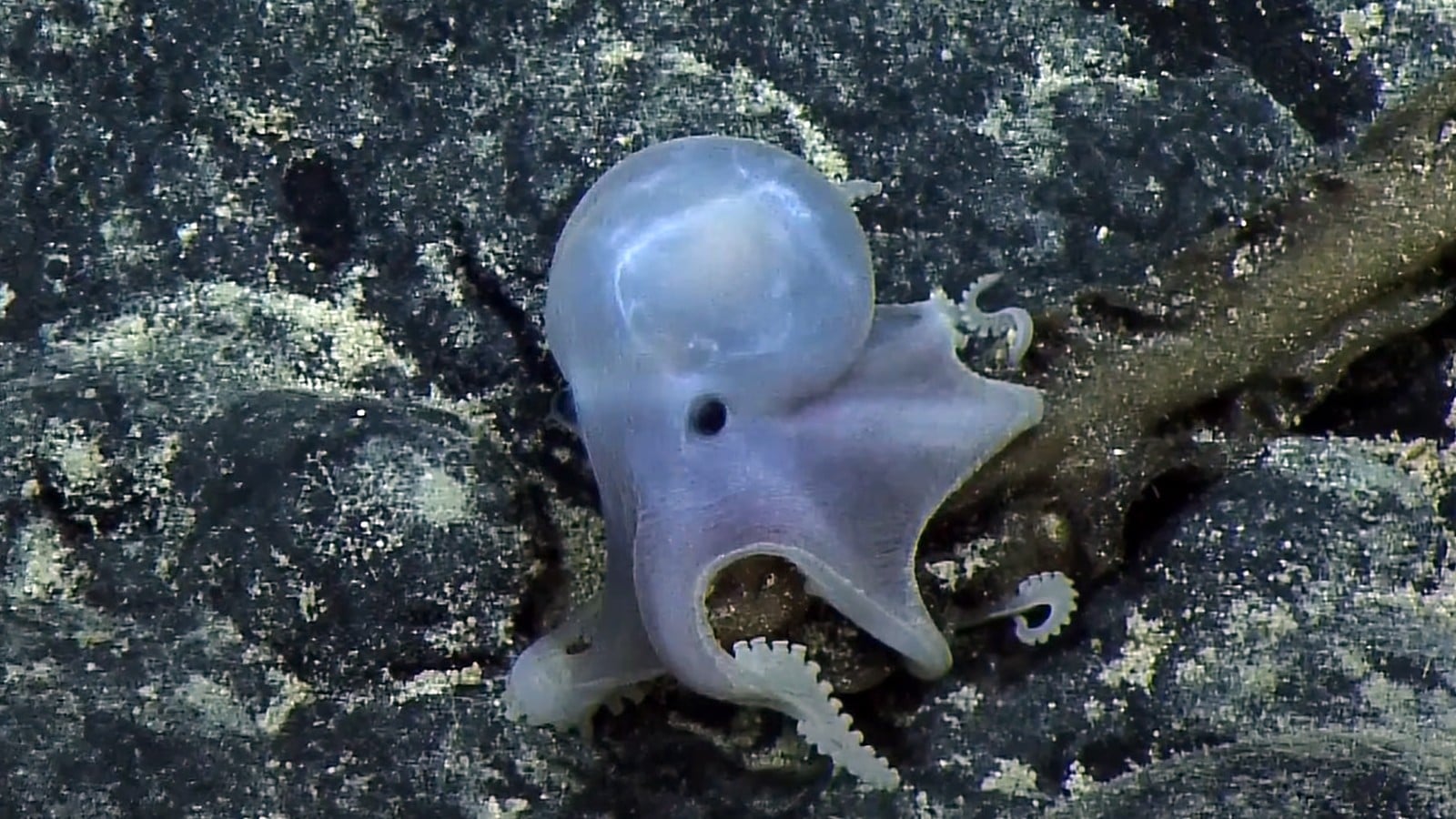 A pale, translucent Casper octopus with a rounded, glassy head and one dark eye grips dark rock on the deep seafloor, its white suckered arms curled around the stone.