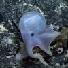 Scientists may have found a clue to why octopuses are so smart