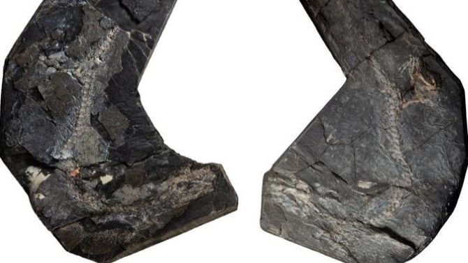 wo dark rock slabs holding the pale, crushed skeleton of the Westlothiana fossil nicknamed Lizzie.