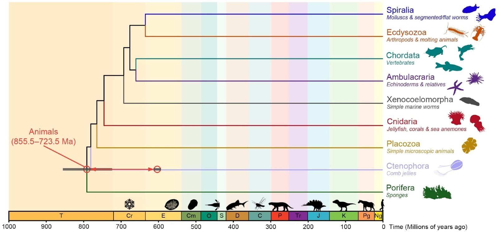 Chart of the animal family tree against geologic time from 1,000 million years ago to today. All animals branch from a point between 855.5 and 723.5 million years ago, with sponges splitting off first, and major groups such as jellyfish, worms, vertebrates, and insects diverging later.