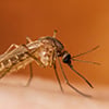 Your skin bacteria may explain why mosquitoes bite you