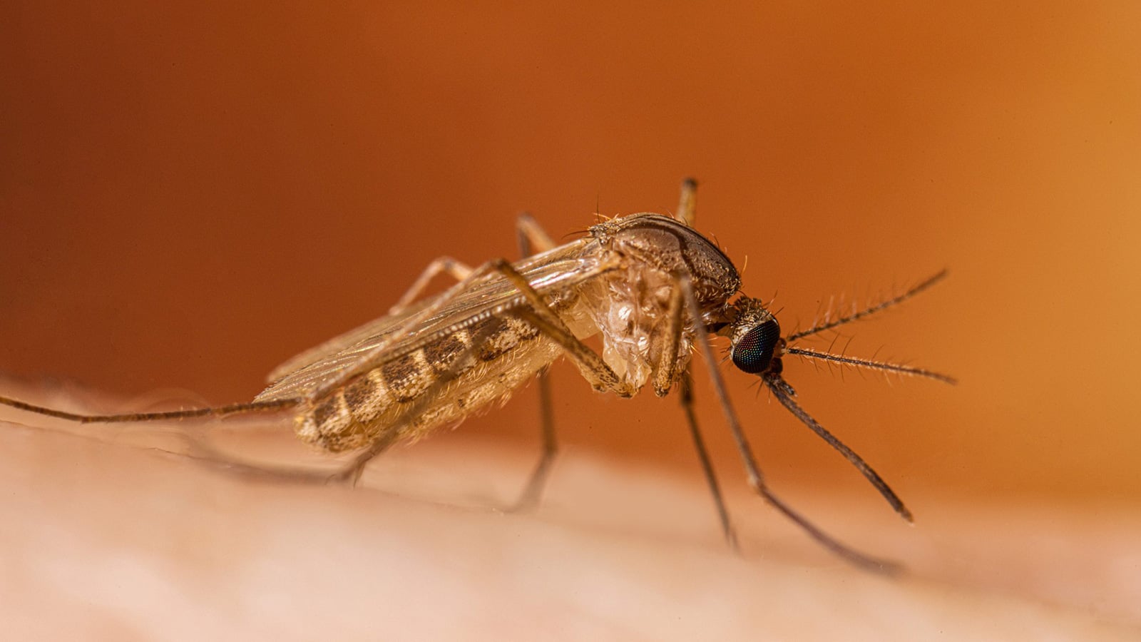 Close-up of a mosquito resting on a person’s skin, showing its long legs, antennae, and needle-like mouthpart.