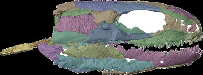 Color-coded 3D X-ray reconstruction of the Westlothiana skull, open-mouthed, with rows of tiny teeth along both jaws.