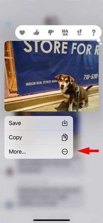 Screenshot of text messages showing dog photo with reaction icons (heart, thumbs up, thumbs down, Ha Ha!, and question mark) and a menu with Save, Copy and More. The More is pointed out.