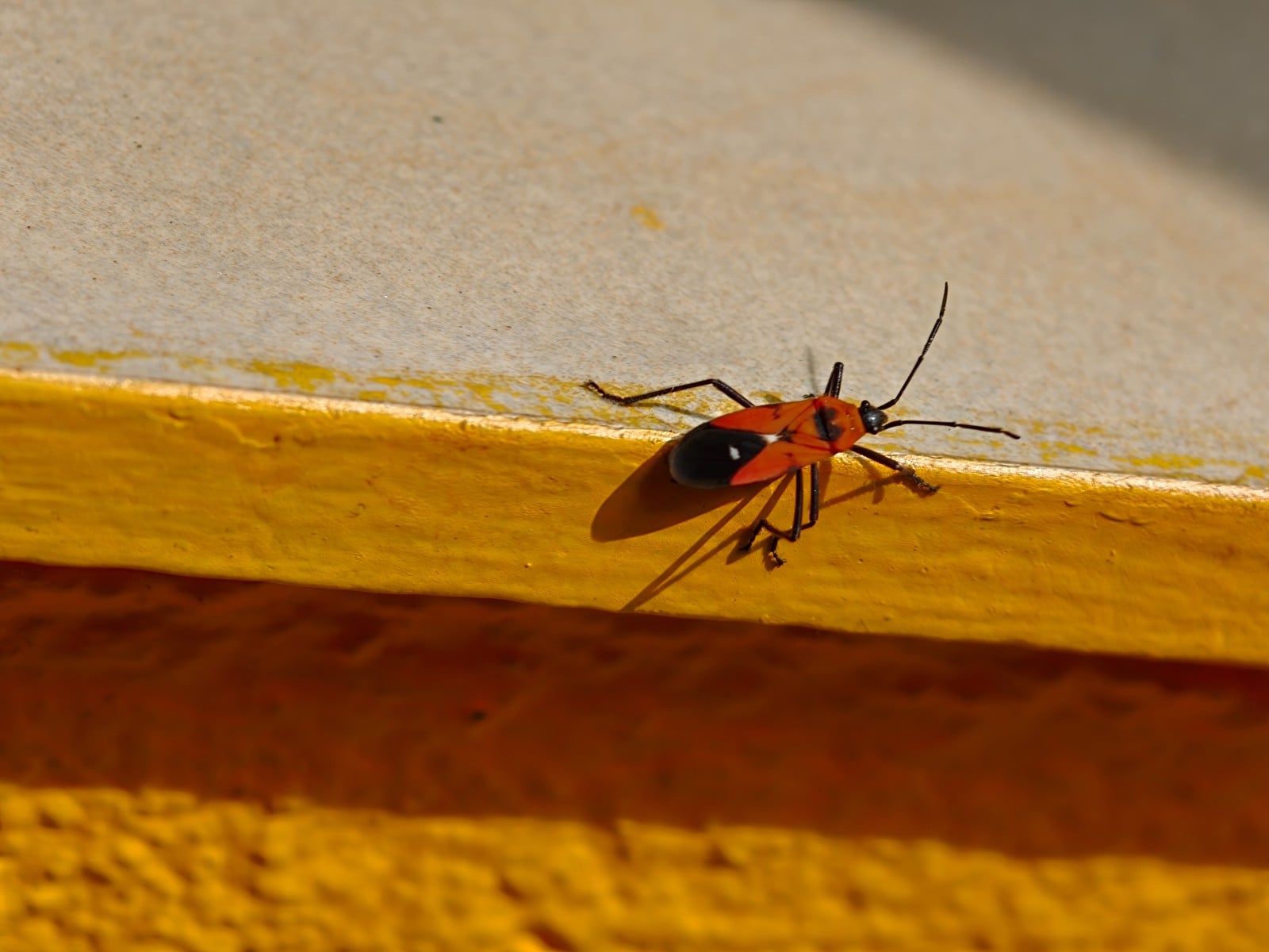 A close-up photo of a bug shot with the OPPO Find X10 Pro Max telephoto camera