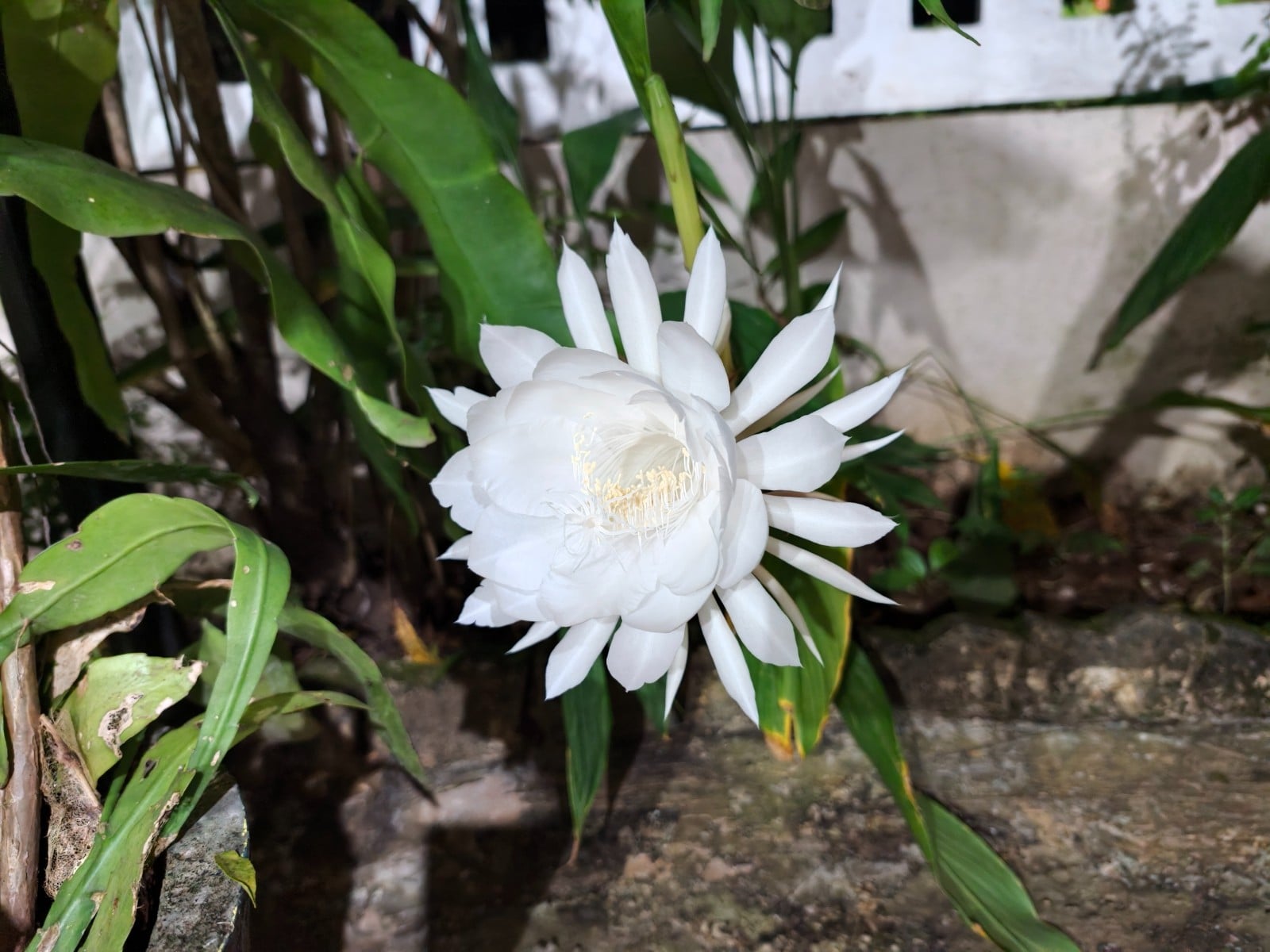 A white Epiphyllum flower in bloom, shot at night on the OPPO Find X10 Pro Max main camera